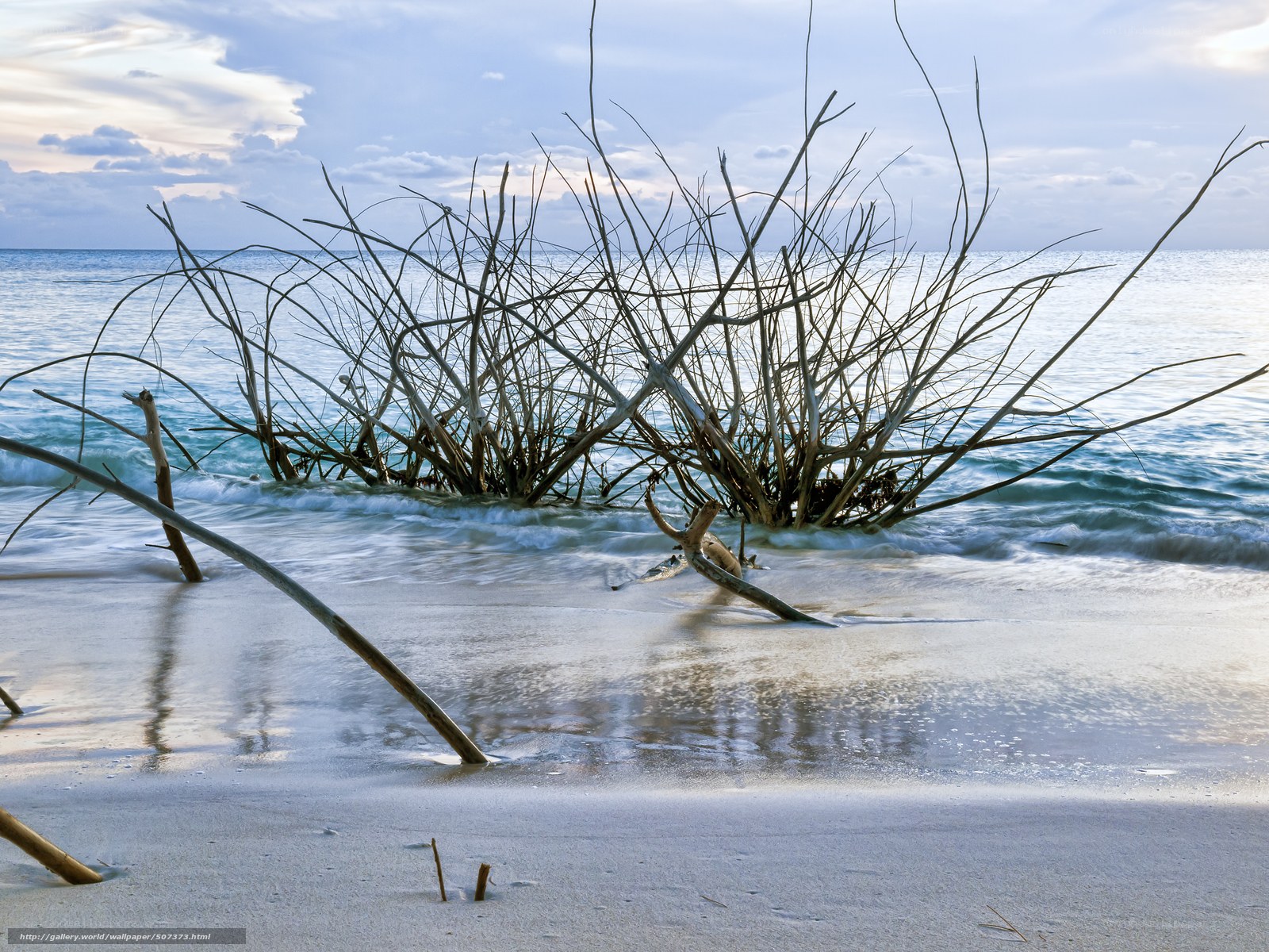 Driftwood on a tranquil beach