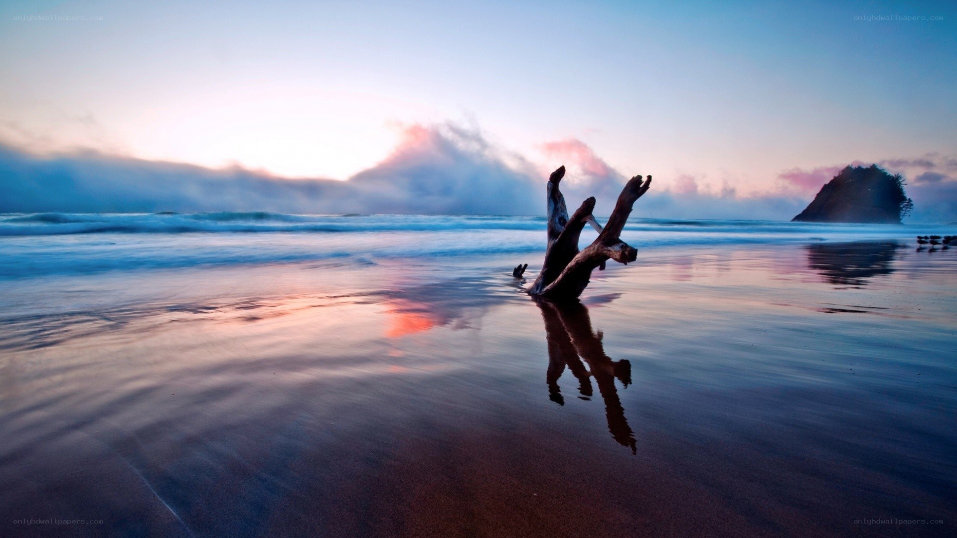 Driftwood on a tranquil beach