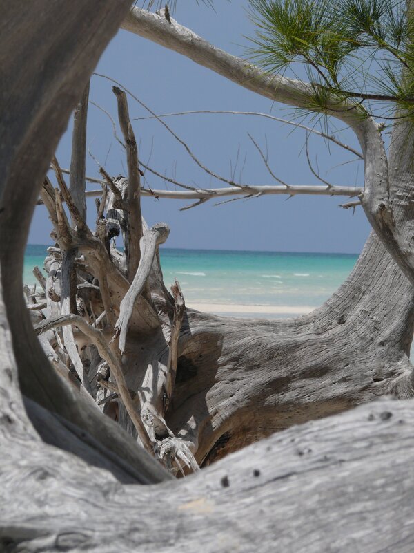 Driftwood on a tropical beach