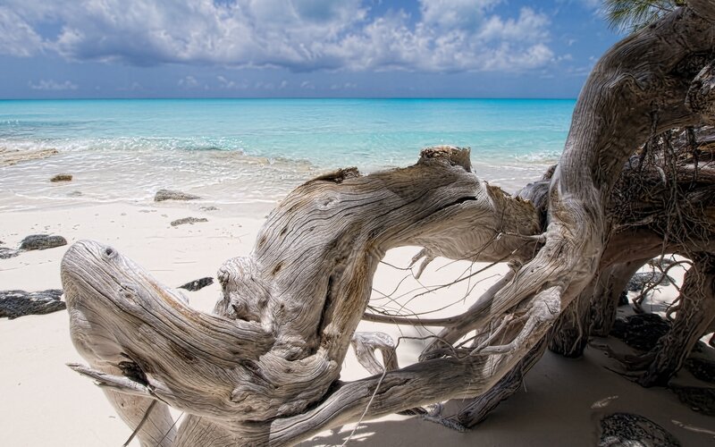 Driftwood on a tropical beach