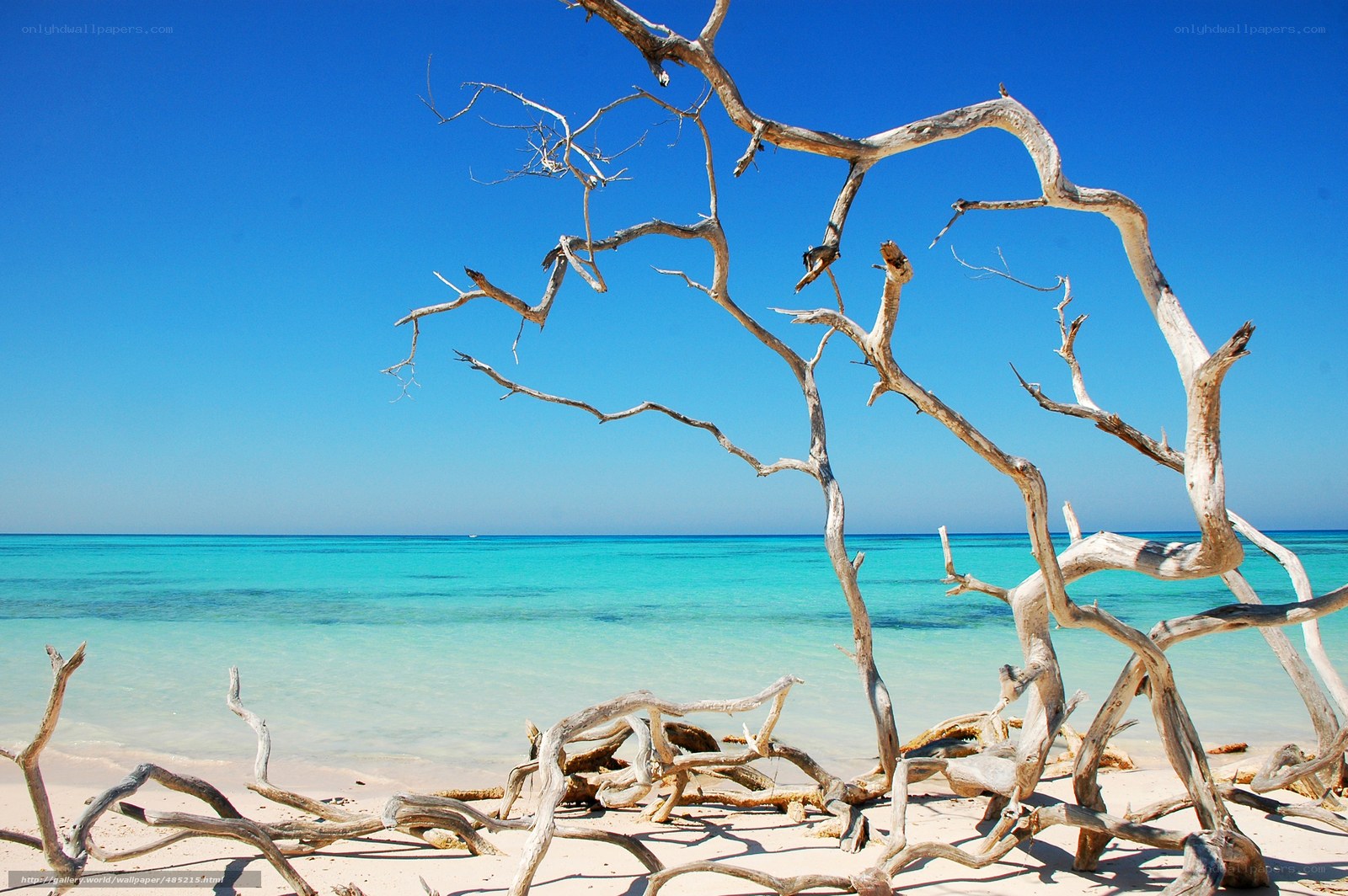 Driftwood on a tropical beach