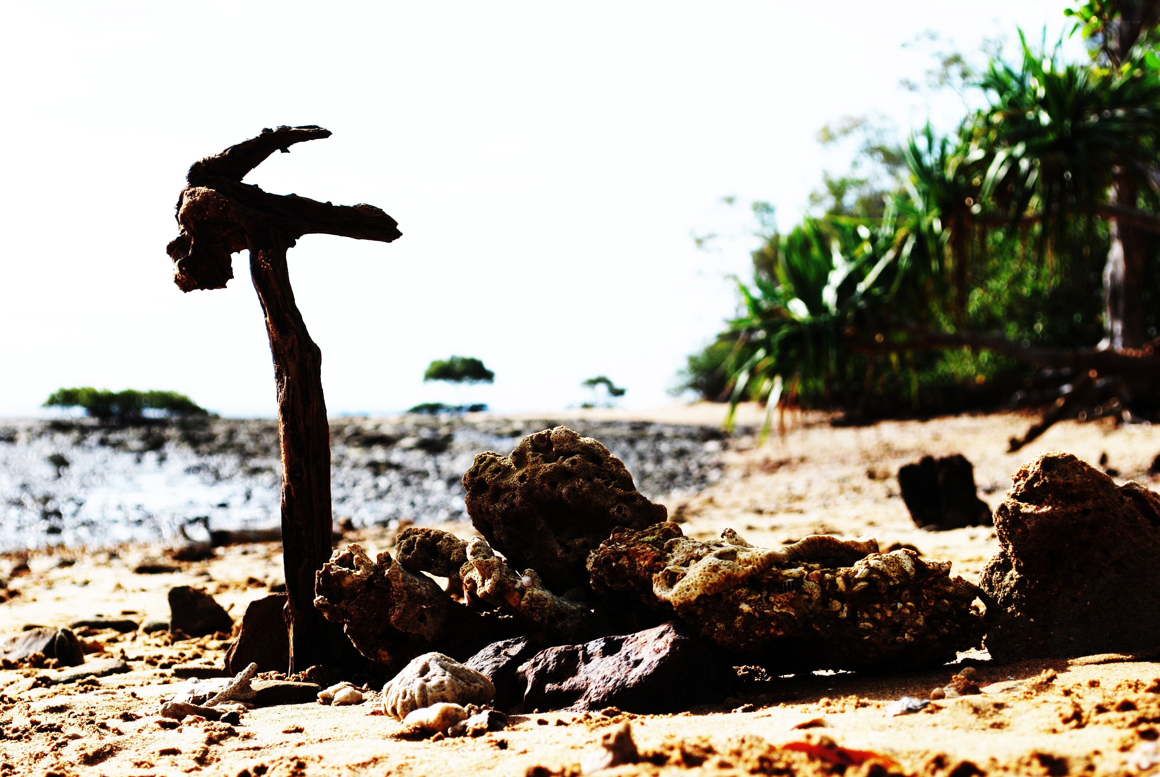 Driftwood on a tropical beach