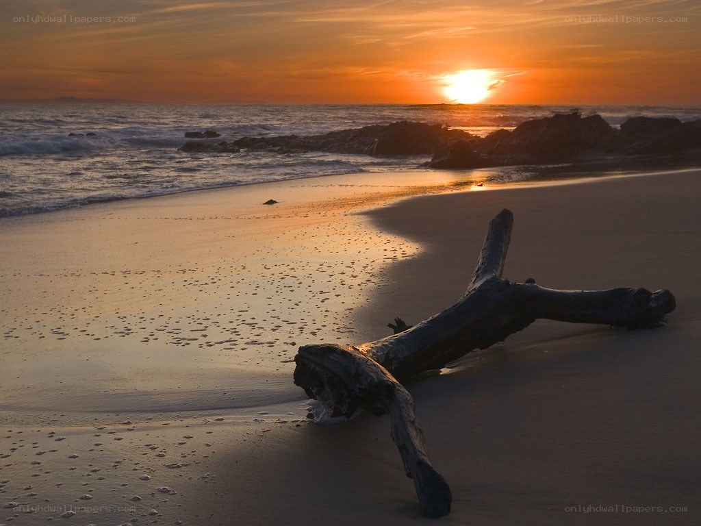 Driftwood on beach at sunset