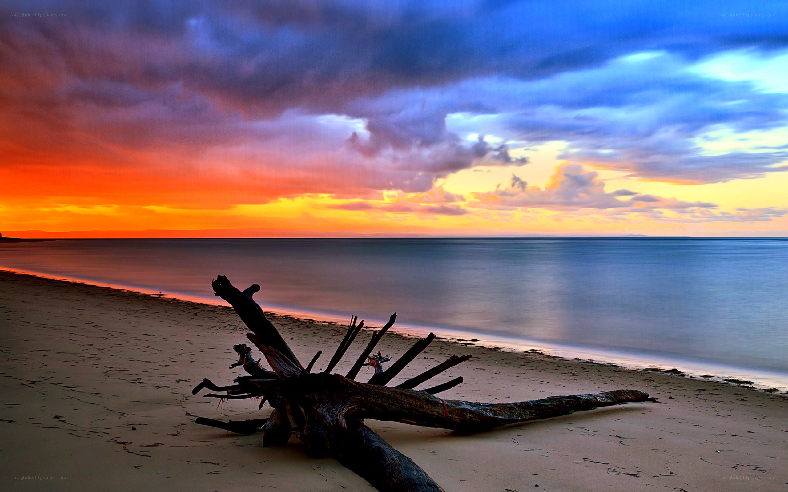 Driftwood on beach at sunset