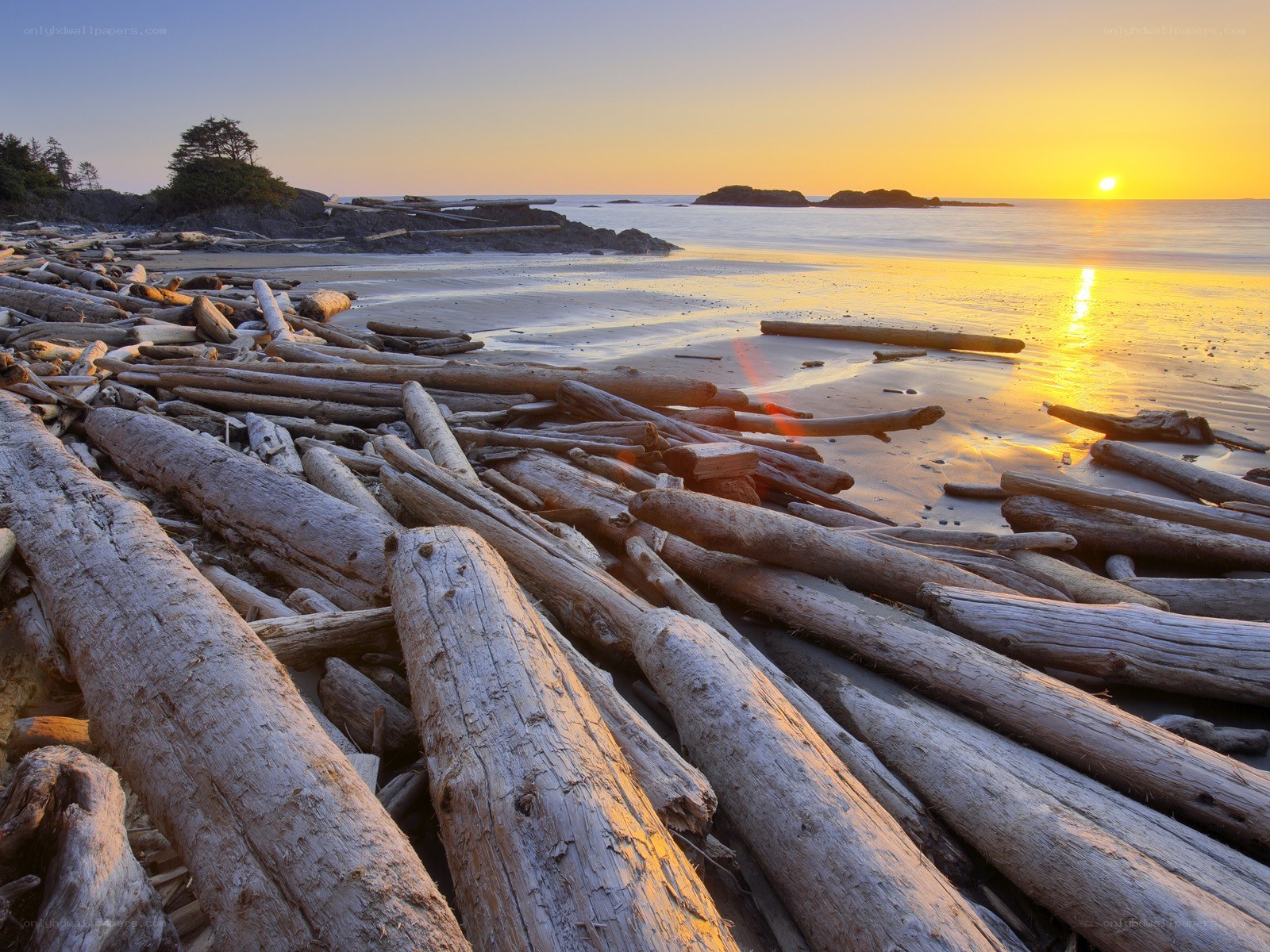 Driftwood on beach at sunset