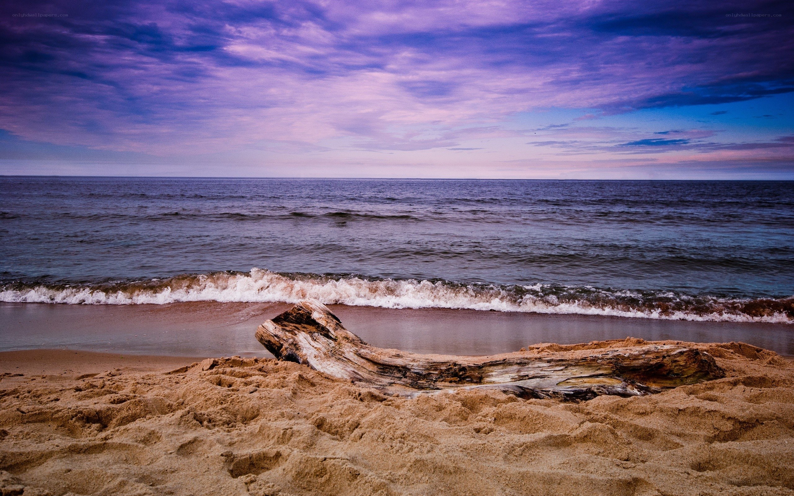 Driftwood on beach at sunset