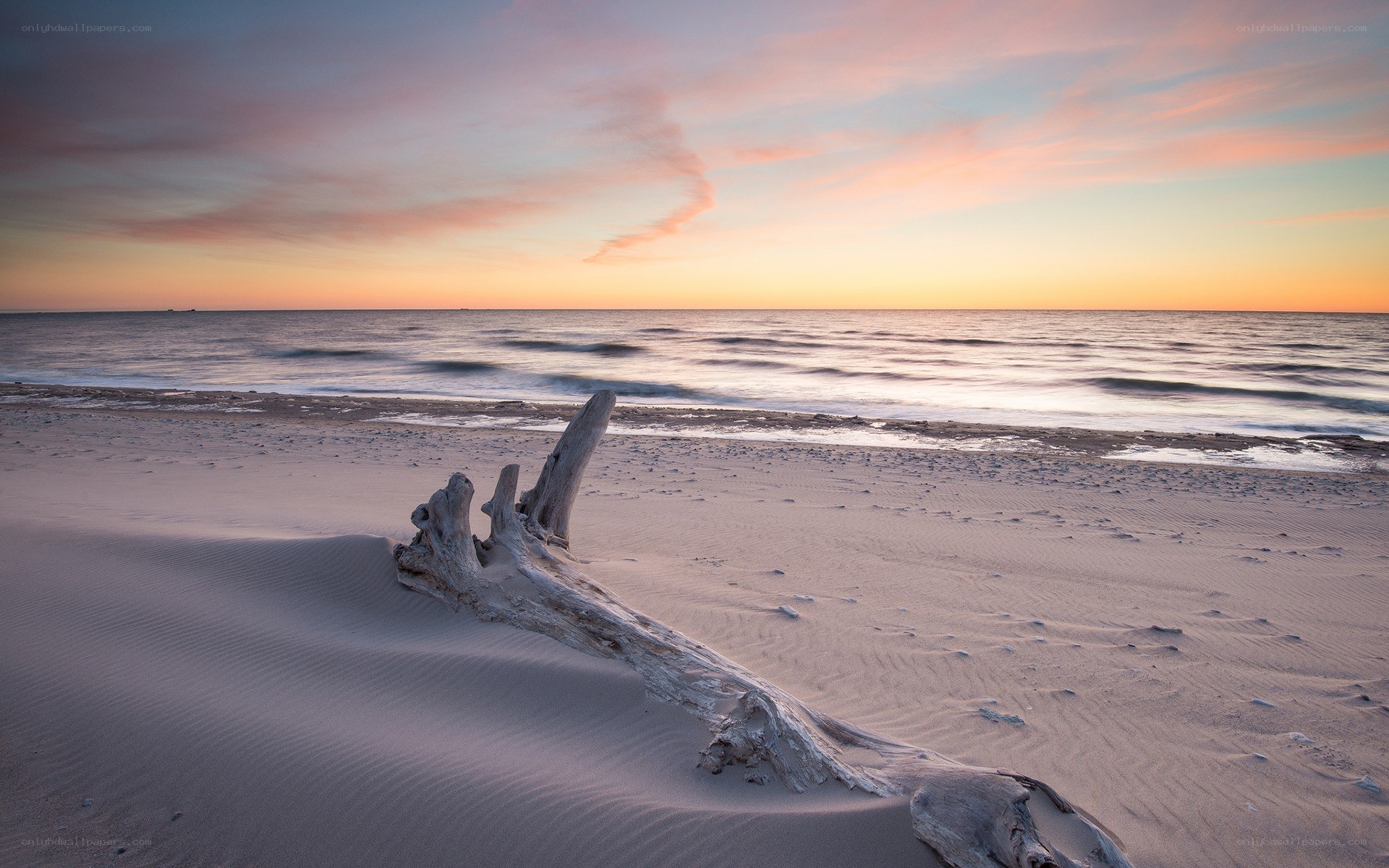 Driftwood on beach at sunset