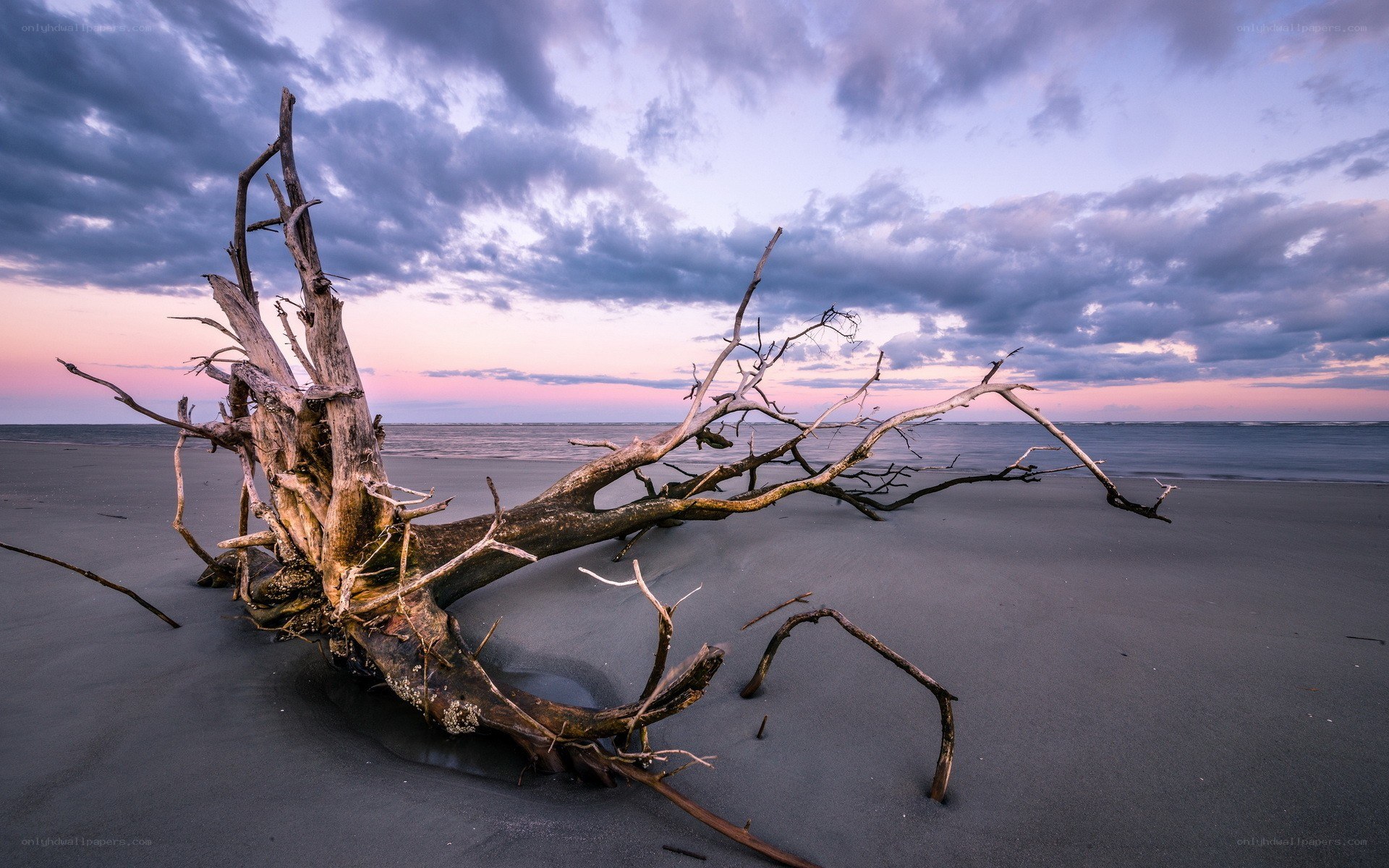 Driftwood on beach at sunset