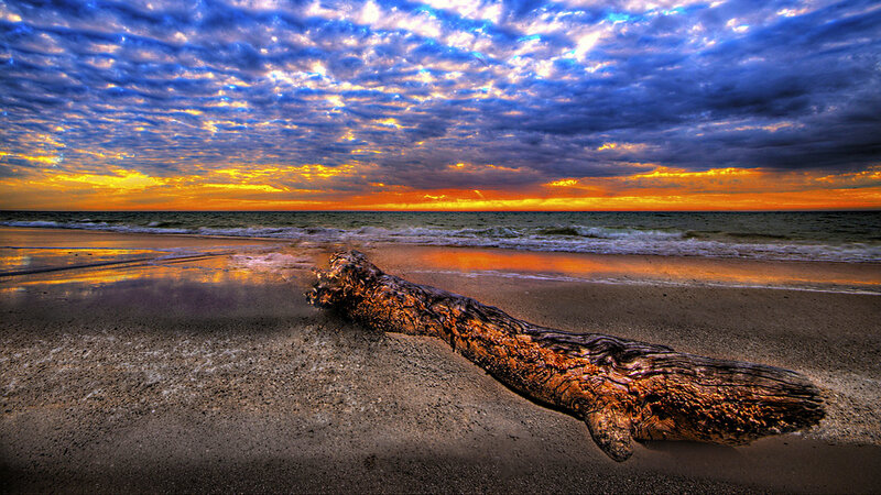 Driftwood on beach at sunset