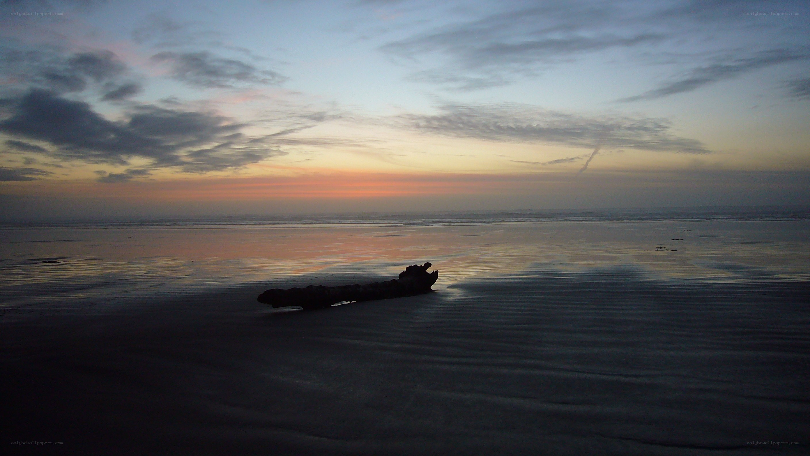 Driftwood on beach at sunset