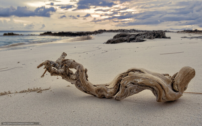 Driftwood on Beach — Beige