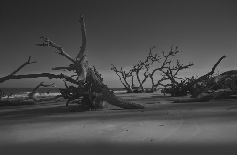Driftwood on Beach — Black, Dramatic