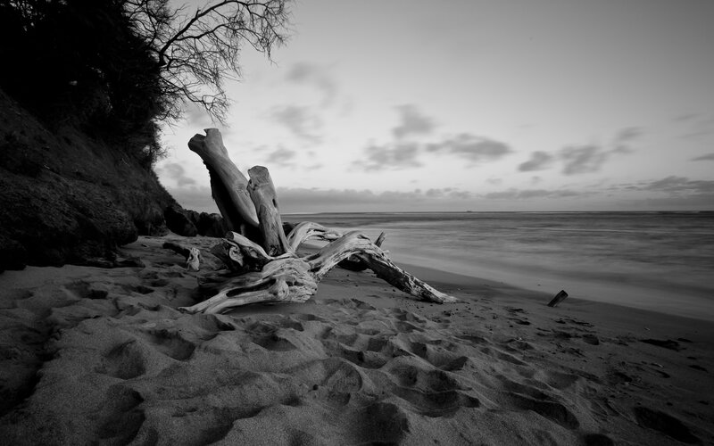 Driftwood on Beach — Black, Serene
