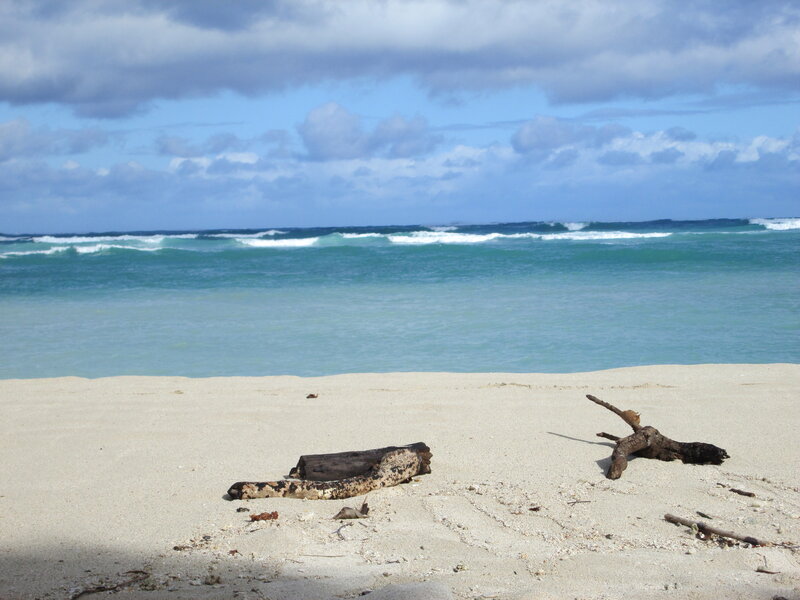 Driftwood on Beach — Blue, Calm, Afternoon