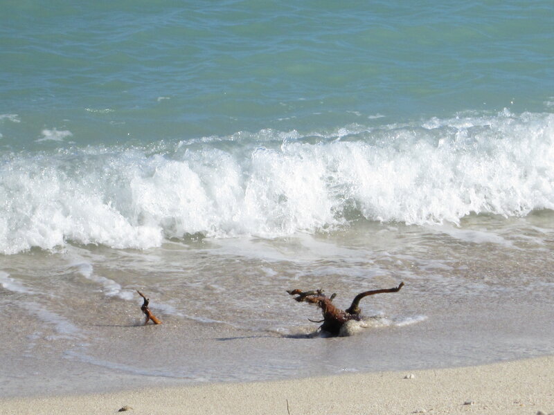 Driftwood on Beach — Blue, Calm