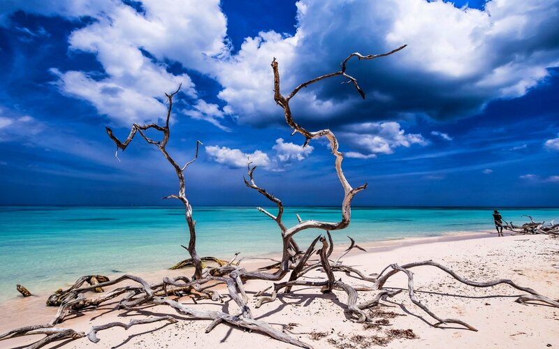 Driftwood on Beach — Blue, Dramatic, Afternoon, Photograph, Ocean