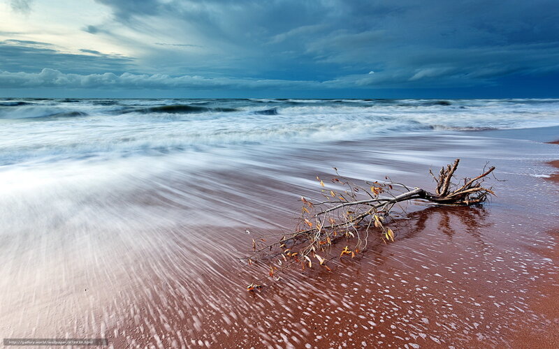 Driftwood on Beach — Blue, Dramatic, Afternoon, Photograph