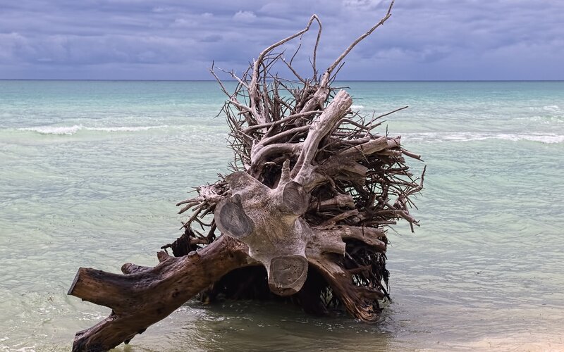 Driftwood on Beach — Blue, Dramatic, Photograph, Ocean, Sky