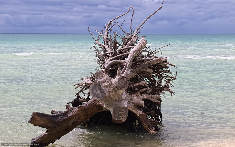 Driftwood on Beach — Blue, Dramatic, Photograph, Ocean, Sky, Waves