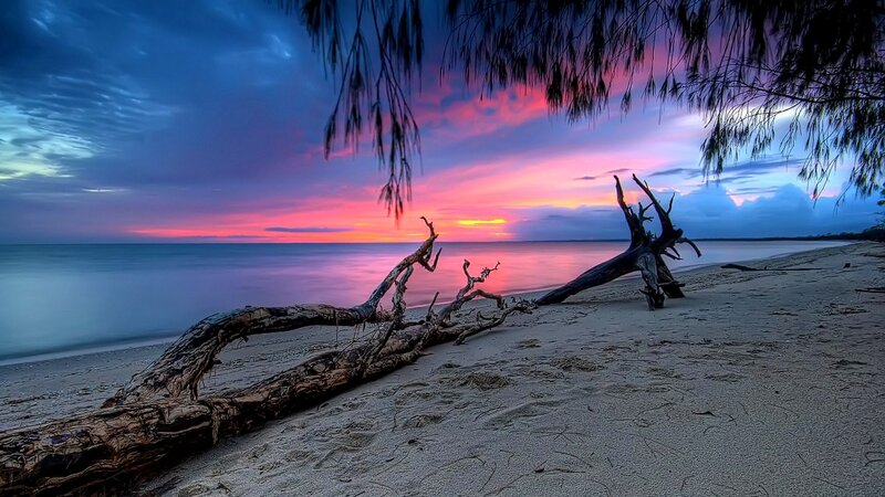 Driftwood on Beach — Blue, Dramatic, Sunset, Photograph, Ocean, Sky, Trees