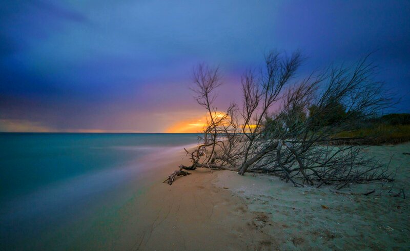 Driftwood on Beach — Blue, Dramatic, Sunset, Photograph, Trees