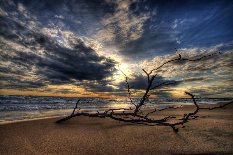 Driftwood on Beach — Blue, Dramatic