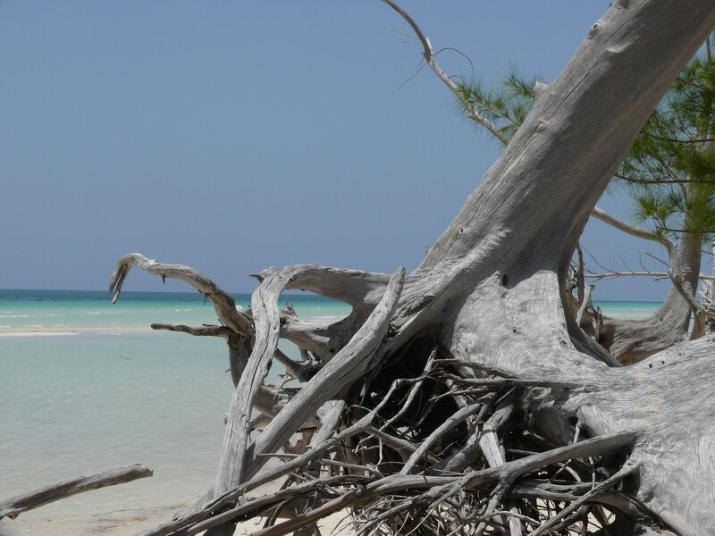 Driftwood on Beach — Blue, Serene, Afternoon, Photograph, Ocean, Sky, Sand, White