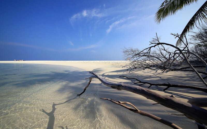 Driftwood on Beach — Blue, Serene, Afternoon, Photograph, Palm Tree