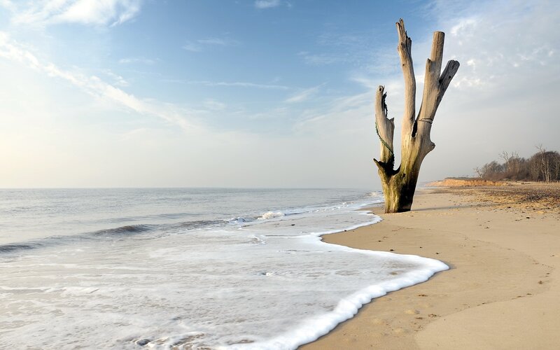 Driftwood on Beach — Blue, Serene, Morning, Photograph, Ocean