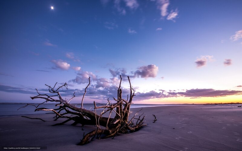 Driftwood on Beach — Blue, Serene, Sunset, Photograph, Moon