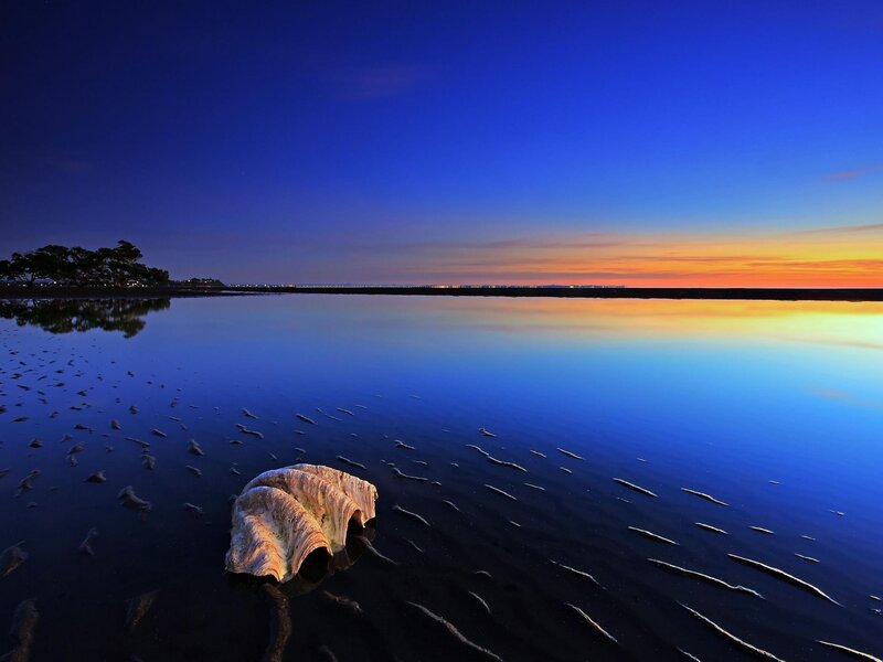 Driftwood on Beach — Blue, Serene, Sunset, Photograph, Trees
