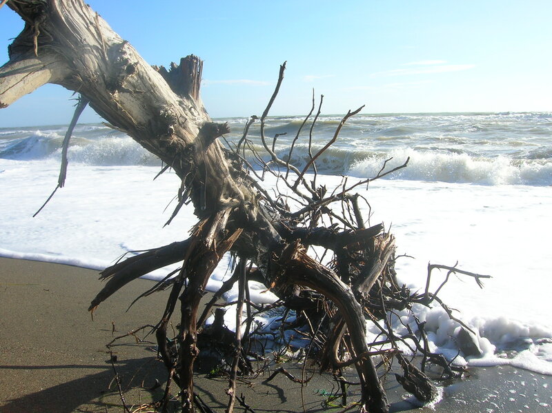 Driftwood on Beach — Brown, Calm, Afternoon, Photograph