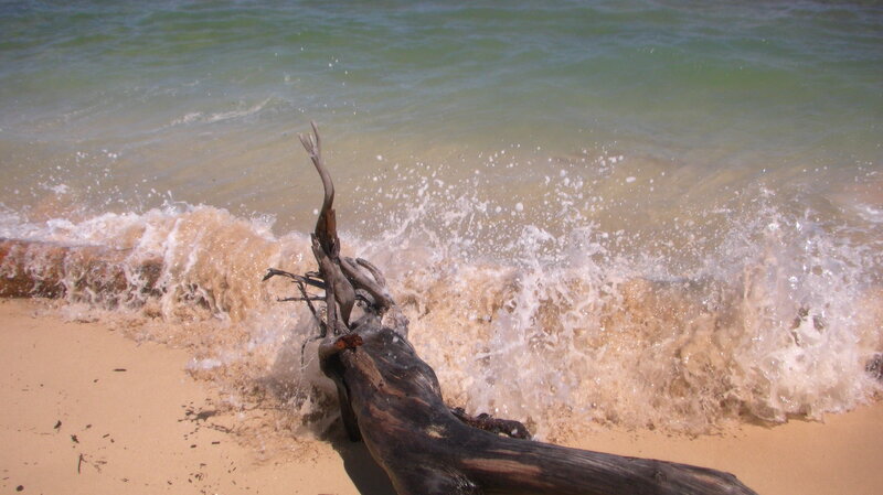 Driftwood on Beach — Brown, Calm, Afternoon