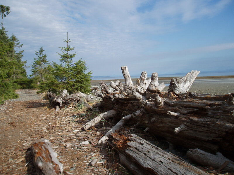 Driftwood on Beach — Brown, Calm