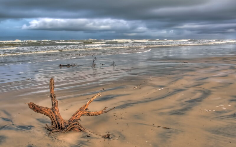 Driftwood on Beach — Brown, Dramatic, Photograph