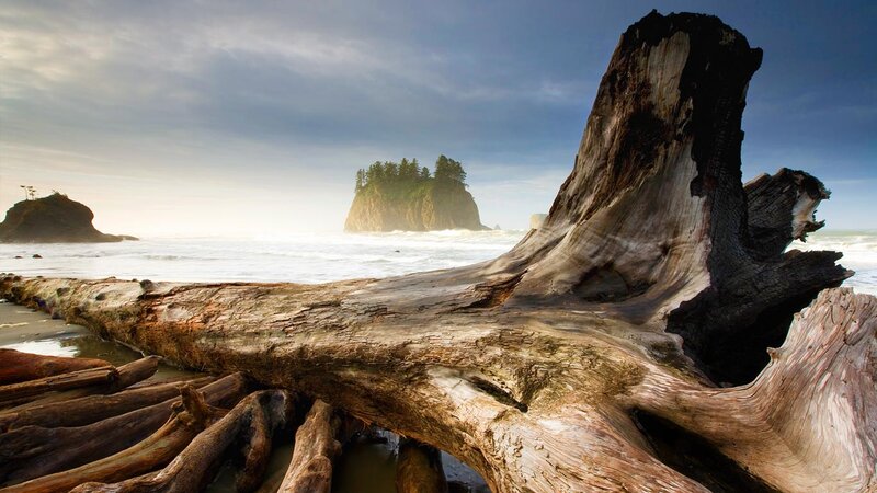 Driftwood on Beach — Brown, Dramatic, Sunset, Photograph, Ocean, Island