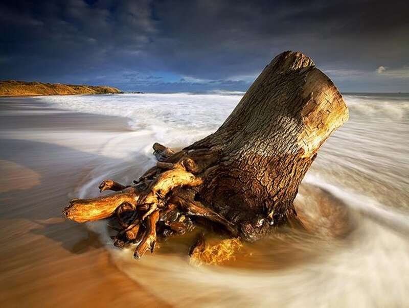 Driftwood on Beach — Brown, Dramatic, Sunset, Photograph, Ocean