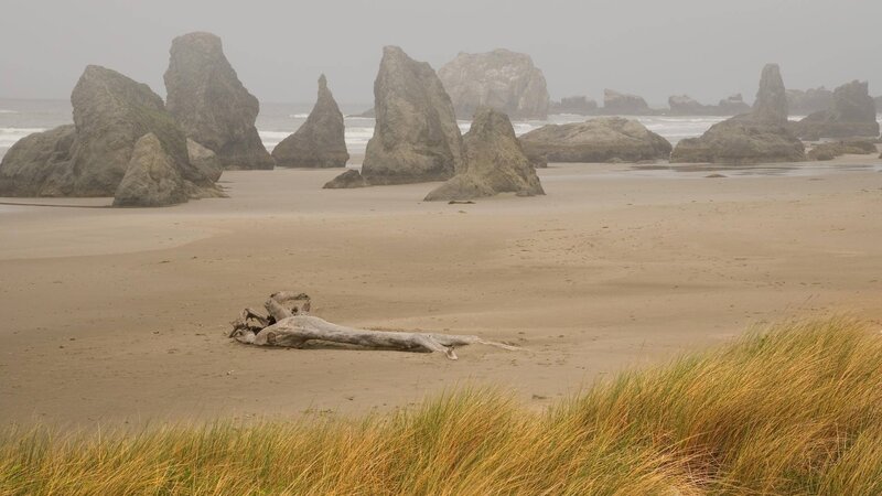 Driftwood on Beach — Brown, Misty