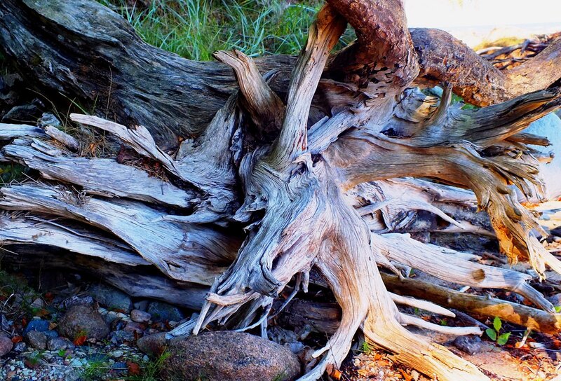 Driftwood on Beach — Brown, Natural