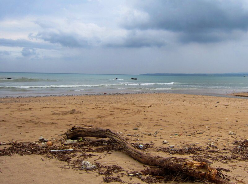 Driftwood on Beach — Brown, Overcast