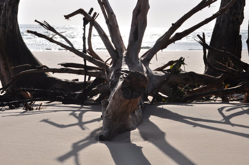 Driftwood on Beach — Brown, Serene