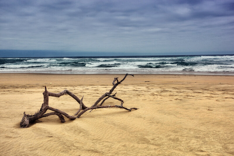 Driftwood on Beach — Brown