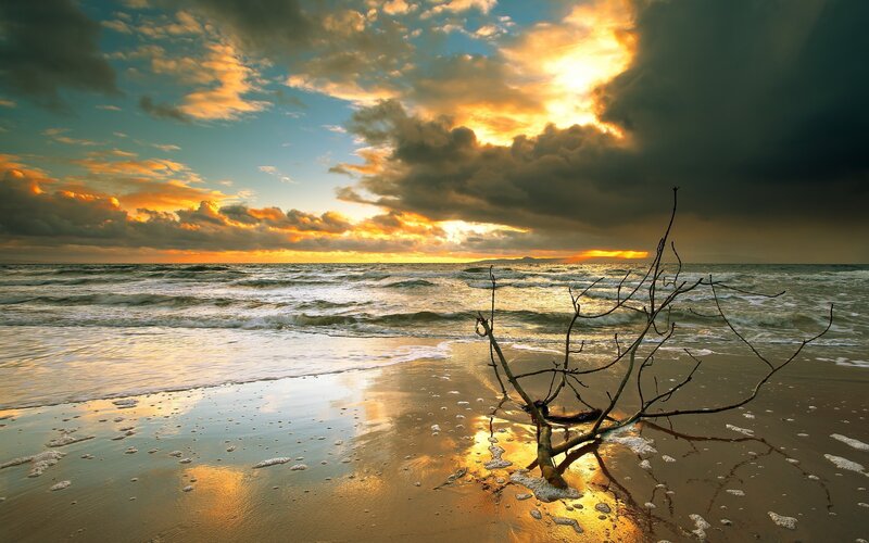 Driftwood on Beach — Gold, Dramatic, Sunset, Photograph, Ocean, Sky