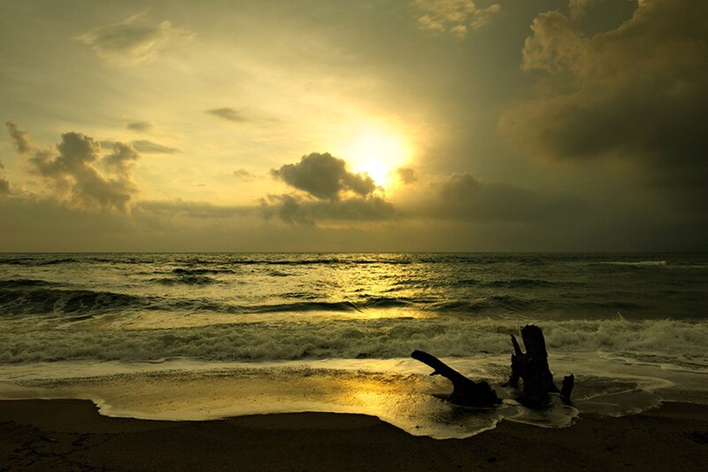 Driftwood on Beach — Gold, Dramatic, Sunset, Photograph