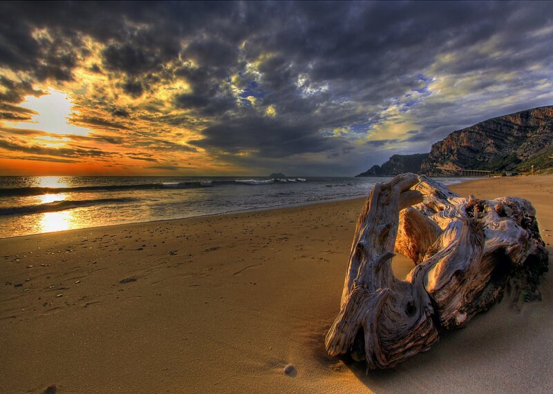 Driftwood on Beach — Gold, Dramatic
