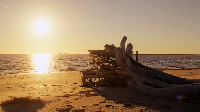Driftwood on Beach — Gold, Serene
