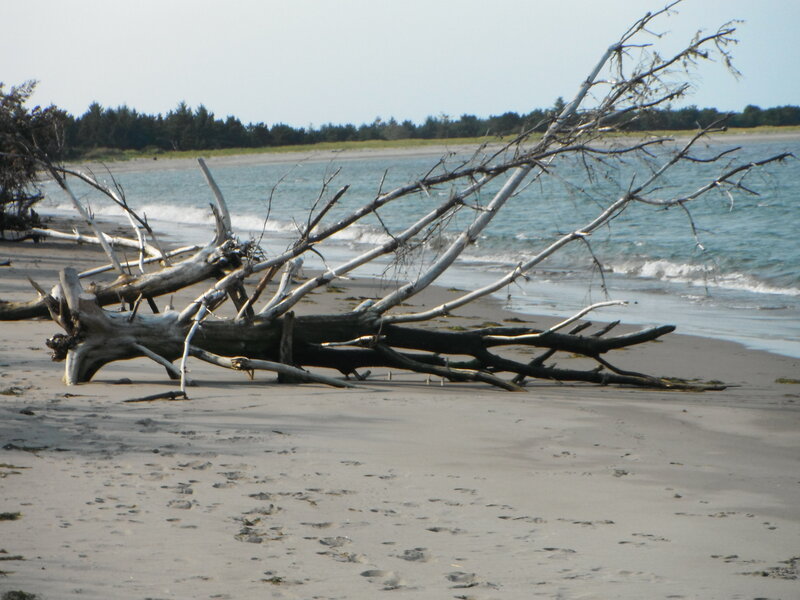Driftwood on Beach — Gray, Calm