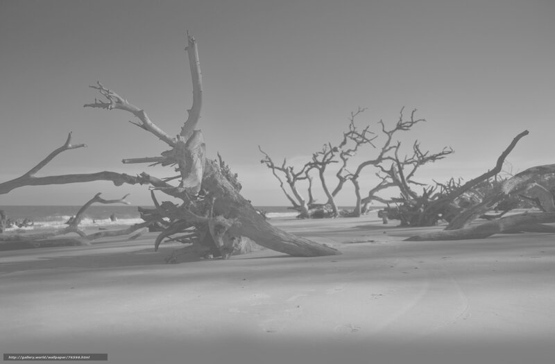 Driftwood on Beach — Gray, Desolate