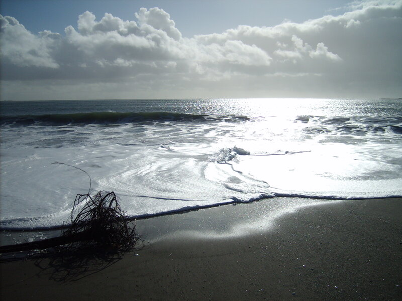 Driftwood on Beach — Gray, Dramatic, Afternoon