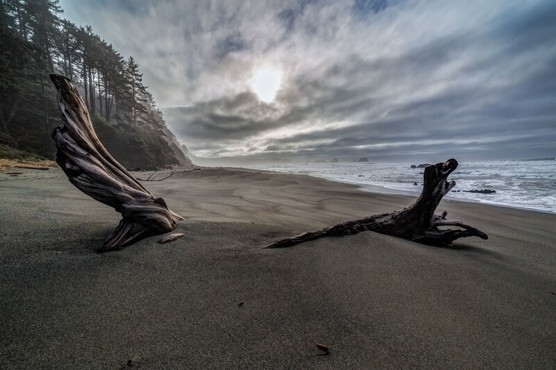 Driftwood on Beach — Gray, Dramatic, Morning